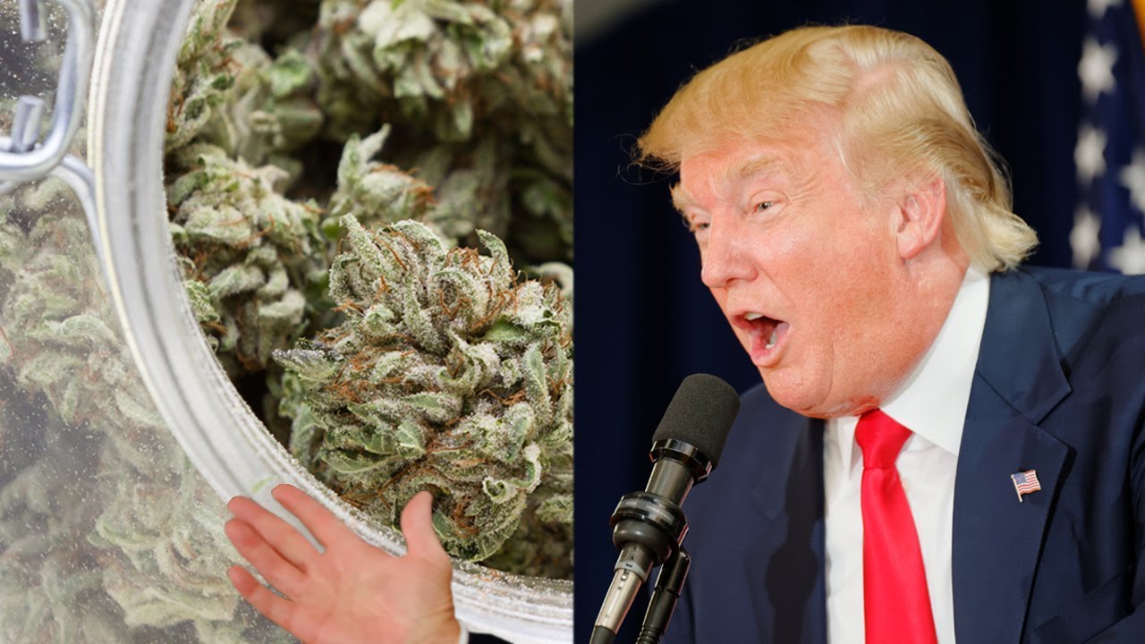Why The Cannabis Industry Will Keep Growing Under Trump