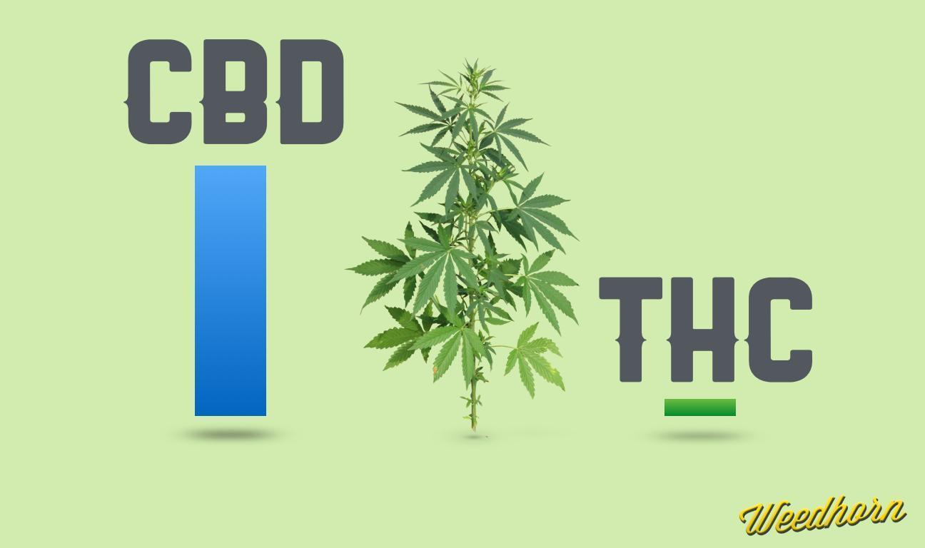 ​5 Marijuana Strains High In CBD