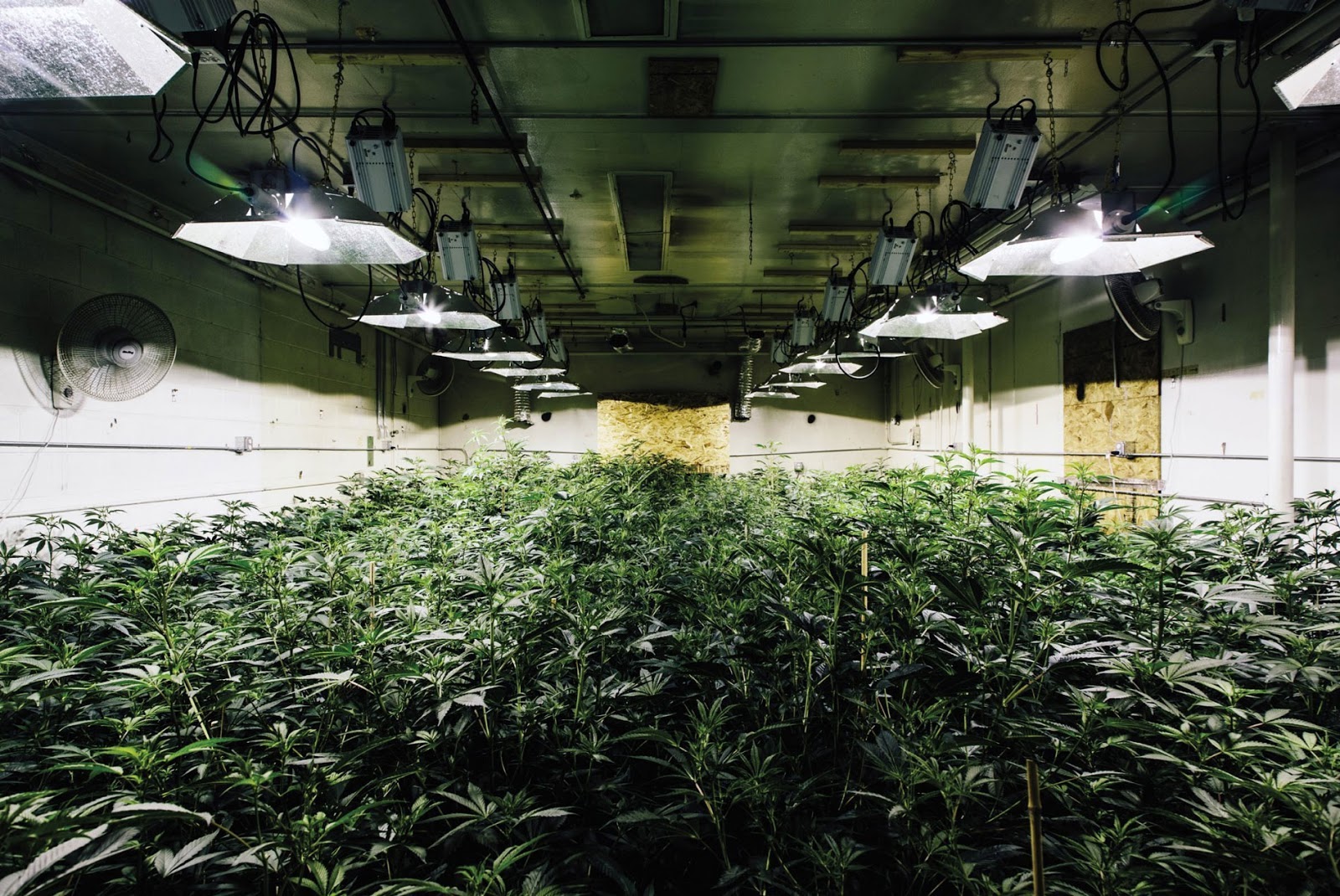 The 8 Essentials to Growing Weed