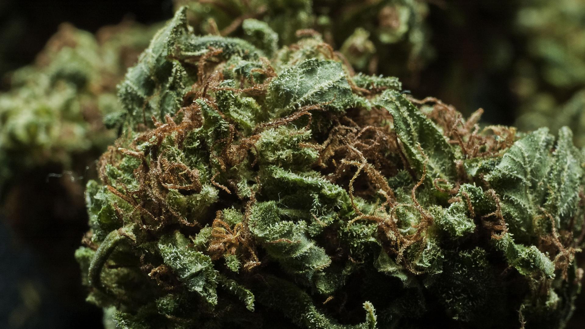 The 21 Best Marijuana Strains Of All Time