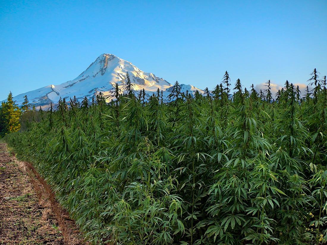 5 Organic Marijuana Growers In Oregon You Should Know