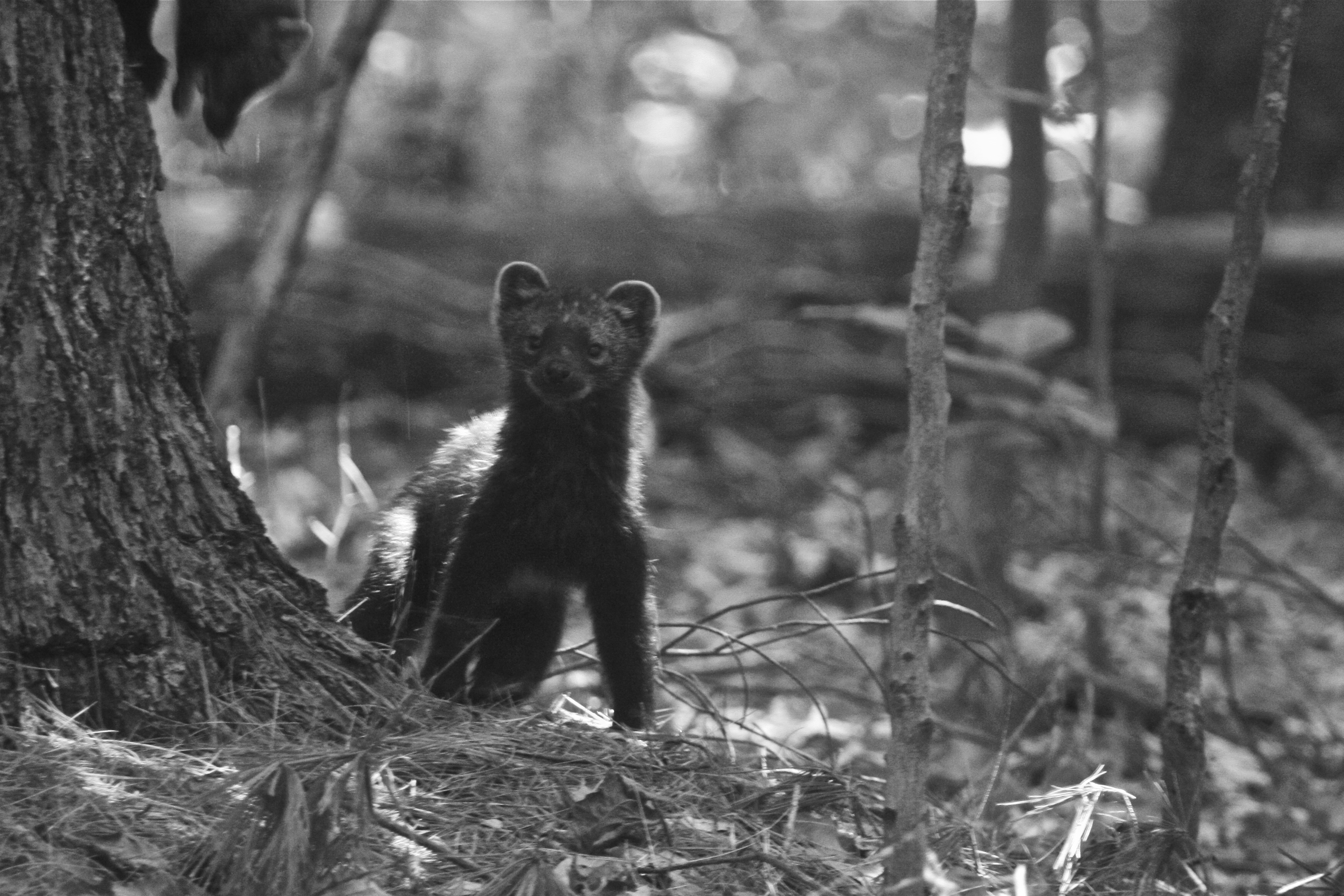 Is Our Love For Marijuana Leading To This Rare Animal's Extinction?