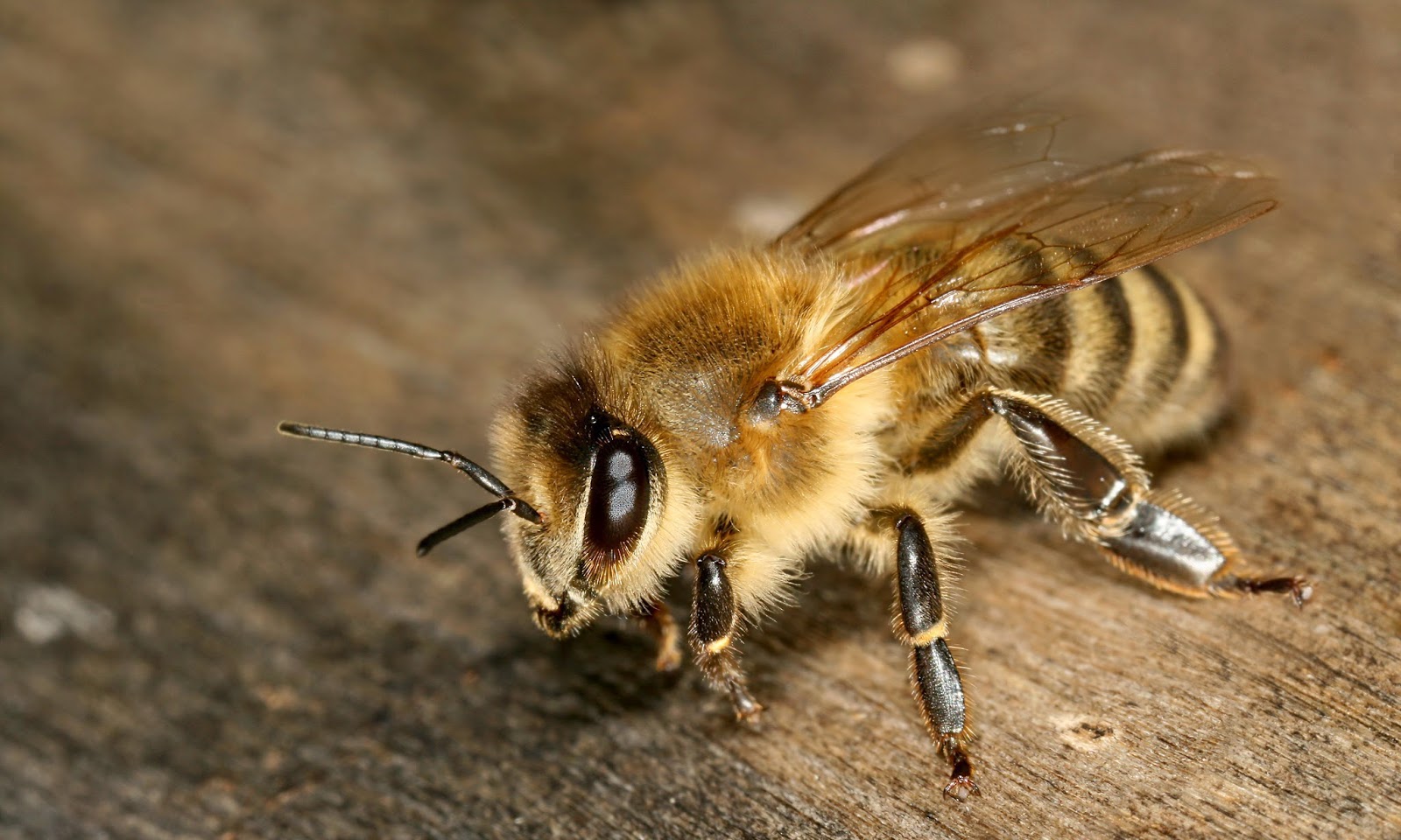 Giant Himalayan Bees Produce A Psychedelic Honey That Gets You High
