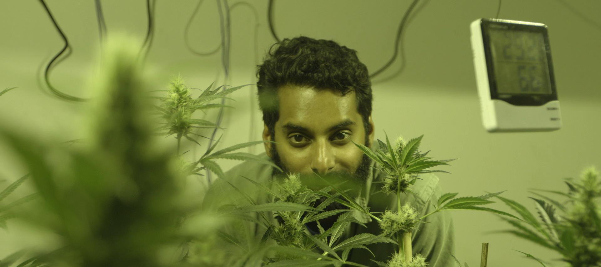 Check Out The Trailer For Viceland's New Show 'Weediquette'