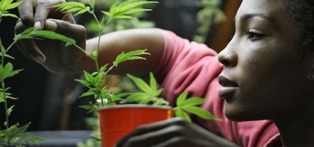 What Do Influential Black Leaders Want From Marijuana Legalization?