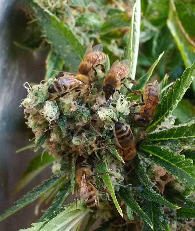 French Beekeeper Trains His Bees To Make Honey with Cannabis Resin