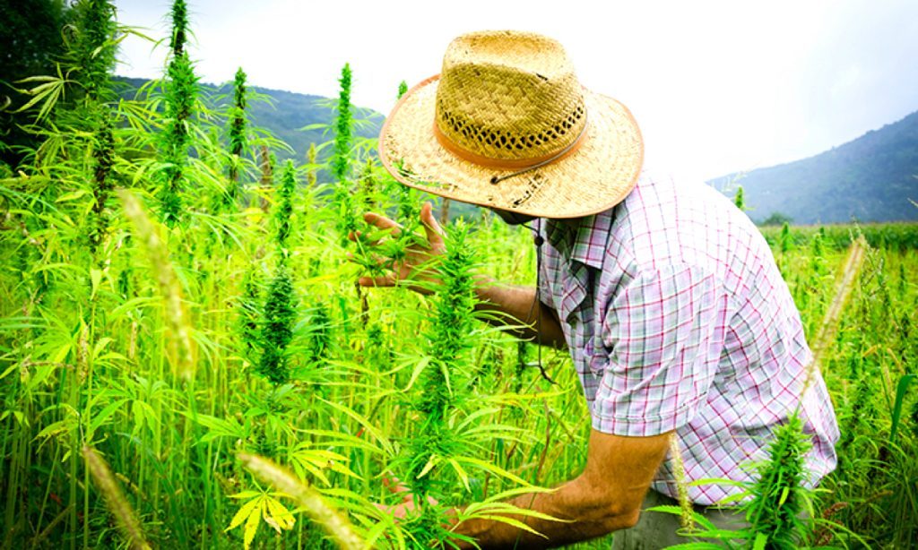 Hemp offers real sustainable solutions to our earth-killing practices – Ministry of Hemp