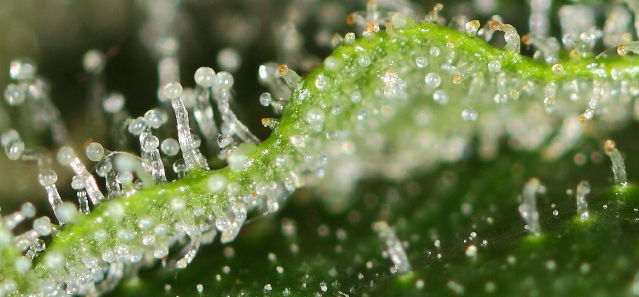 This Is The Chemistry Behind Marijuana's Effects And How Scientists Are Controlling Quality [VIDEO]