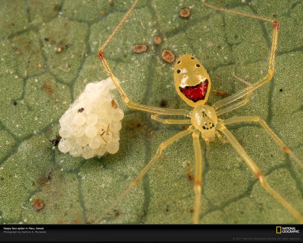 WATCH: The Effects Various Drugs Have On Spiders