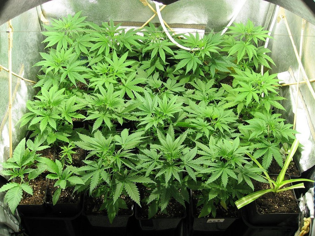 Watch: This Time Lapse Video Of Cannabis Growing Will Blow Your Mind