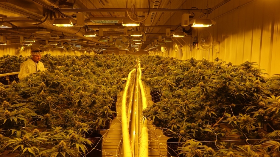 This Small Canadian Town Could Soon Be Home to the World's Biggest Marijuana Grow Room