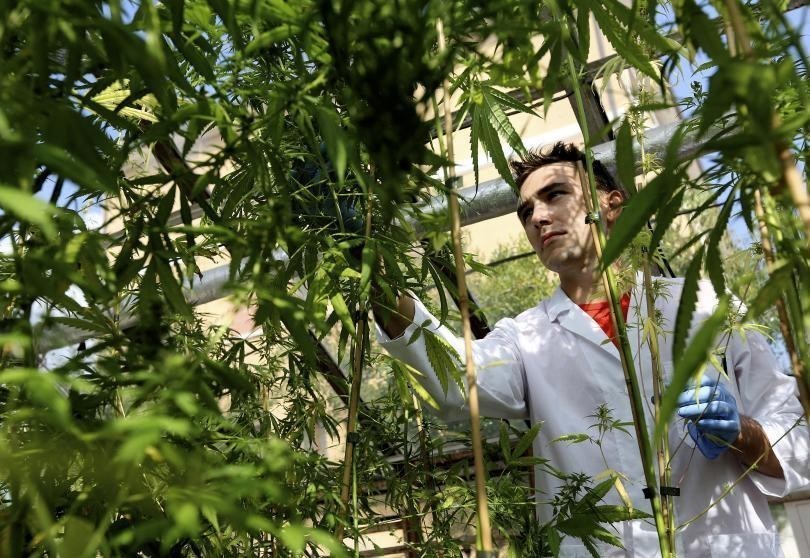 The National Academy of Sciences Found Conclusive Proof Cannabis Is Medicine