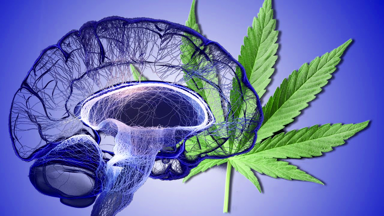 New Study Proves Cannabis Is Highly Effective in Fighting Brain Cancer
