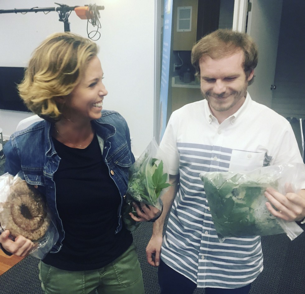 Cannabis juicing requires a lot of cannabis leaves